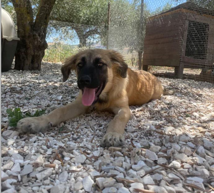 ALBA, 4 mesi, Futura Tg Media, puppy Mixed Breed for adoption at Dimensione Animale Bergamo