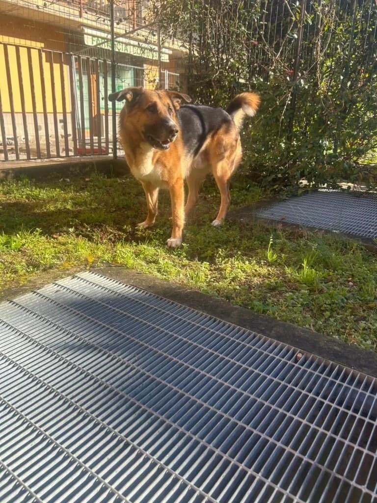 ACCHILLE, male 4yo Mixed Breed for adoption at Dimensione Animale Bergamo