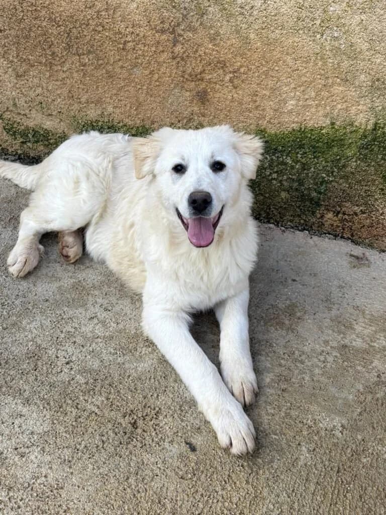 ADOR, male puppy Mixed Breed for adoption at Dimensione Animale Bergamo