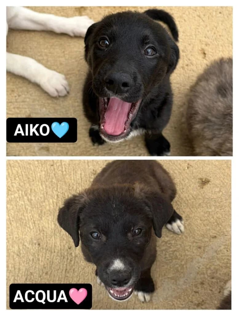 AIKO e ACQUA, puppy Mixed Breed for adoption at Dimensione Animale Bergamo