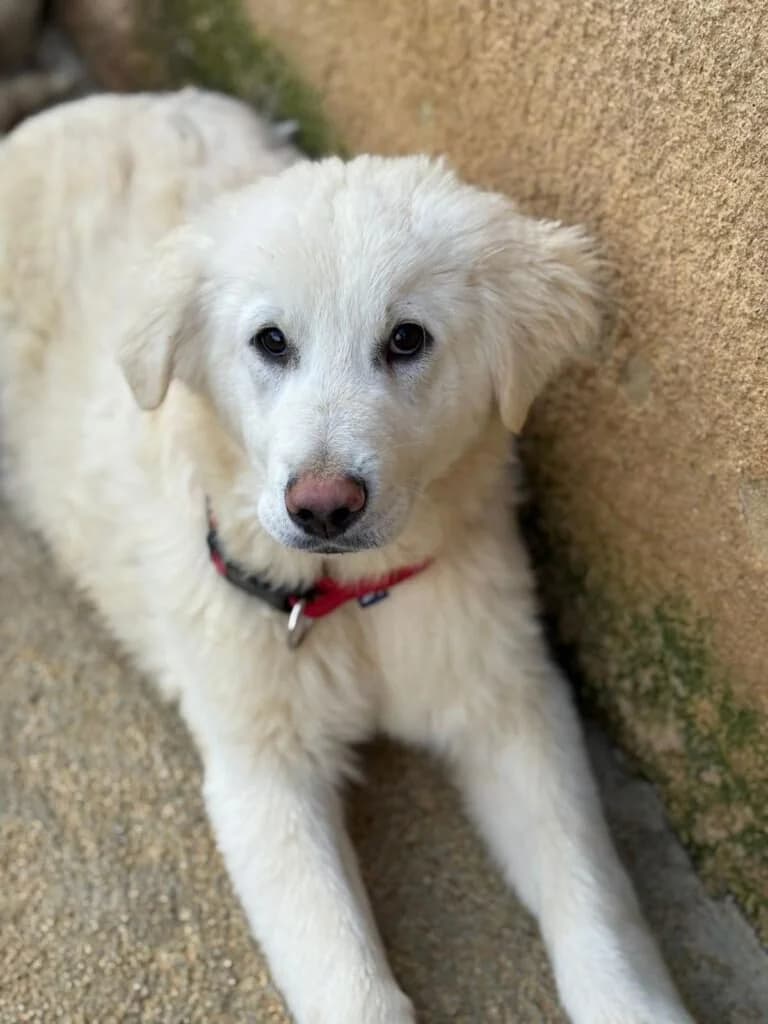 AKON, male puppy Mixed Breed for adoption at Dimensione Animale Bergamo