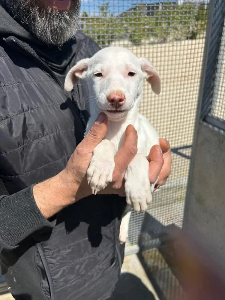 ANIA, female puppy Mixed Breed for adoption at Dimensione Animale Bergamo