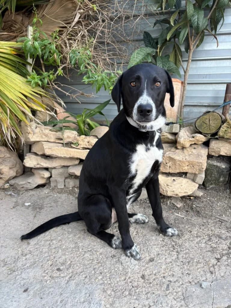 ARAMIS, male young Mixed Breed for adoption at Dimensione Animale Bergamo