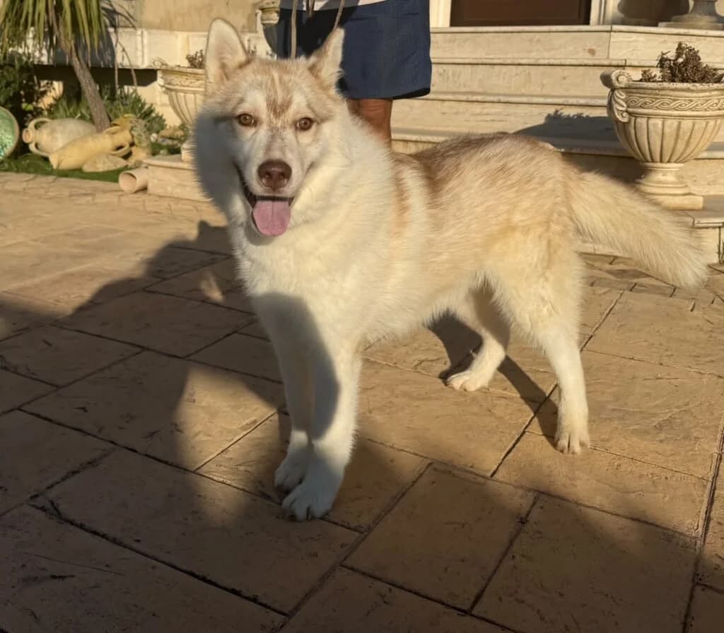 ARES, male puppy Mixed Breed for adoption at Dimensione Animale Bergamo