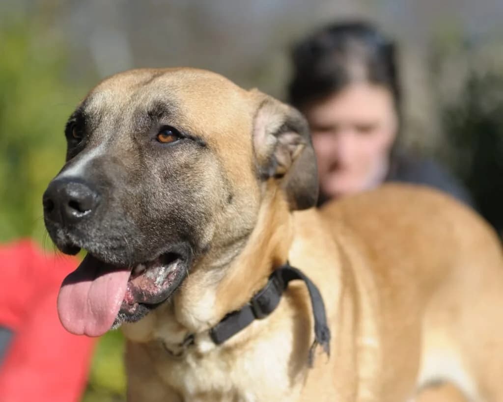 ARGO, male young Mixed Breed for adoption at Dimensione Animale Bergamo