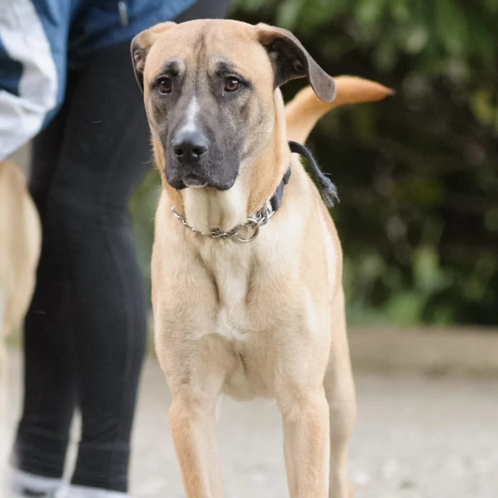 ARGO, male young Mixed Breed for adoption at Dimensione Animale Bergamo