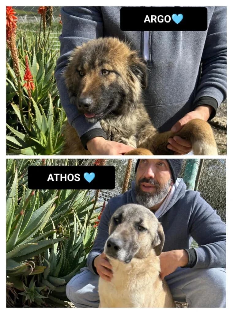 ARGO e ATHOS, male young Mixed Breed for adoption at Dimensione Animale Bergamo
