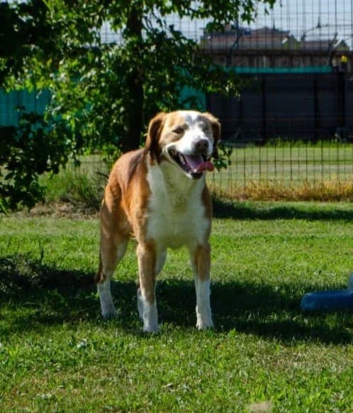 ARISTIDE, male 4yo Mixed Breed for adoption at Dimensione Animale Bergamo