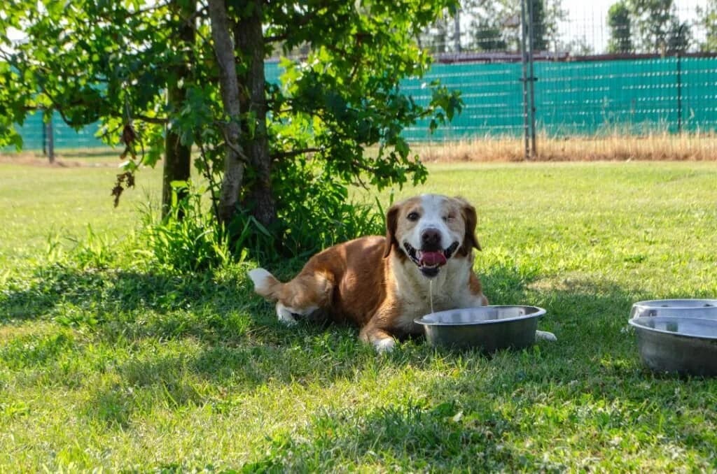 ARISTIDE, male 4yo Mixed Breed for adoption at Dimensione Animale Bergamo