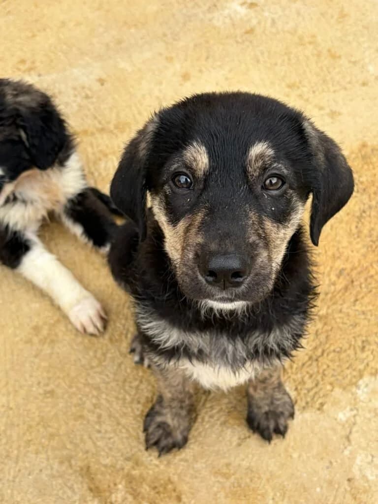 ARO, male puppy Mixed Breed for adoption at Dimensione Animale Bergamo