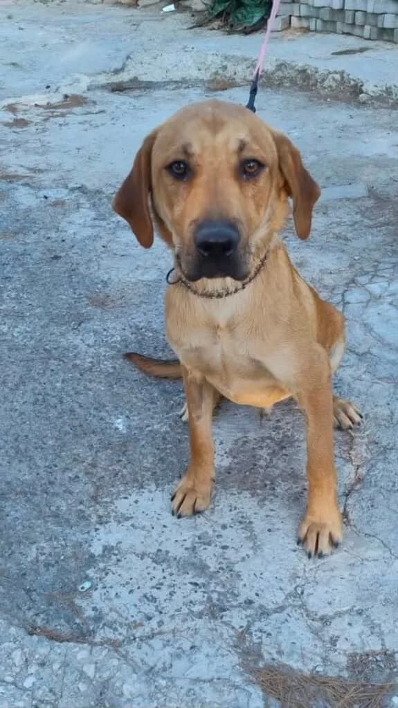 ATHOS, male puppy Mixed Breed for adoption at Dimensione Animale Bergamo