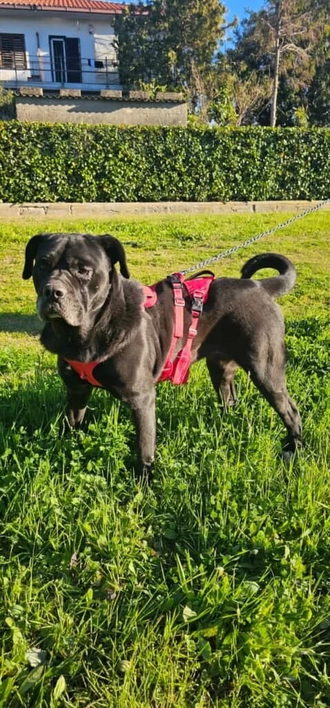 AURELIA, female 3yo Mixed Breed for adoption at Dimensione Animale Bergamo