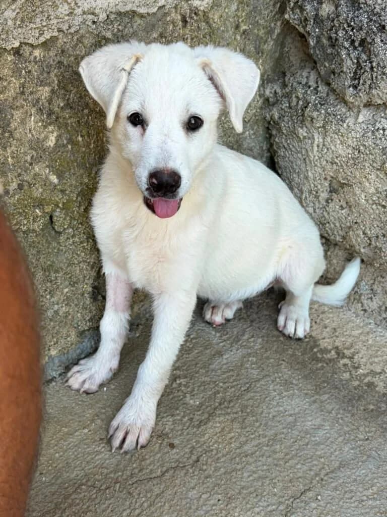 AURORA, puppy Mixed Breed for adoption at Dimensione Animale Bergamo