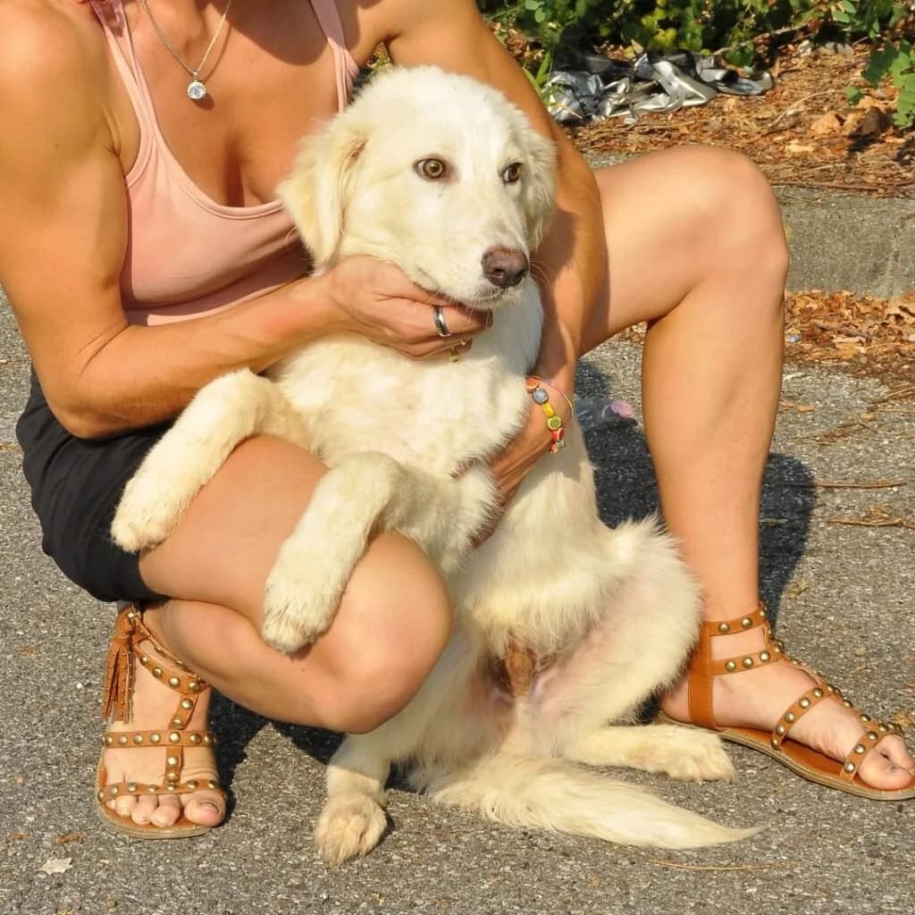 BALUโ, male puppy Mixed Breed for adoption at Dimensione Animale Bergamo