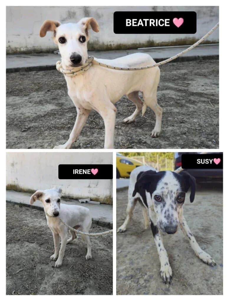 BEATRICE e SUSY, female puppy Mixed Breed for adoption at Dimensione Animale Bergamo