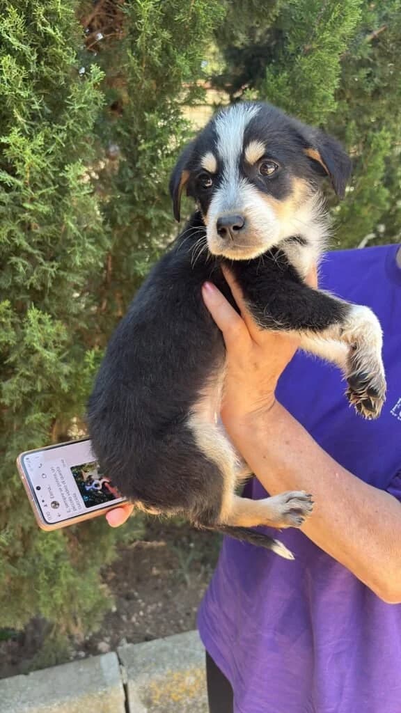 BELLE, female puppy Mixed Breed for adoption at Dimensione Animale Bergamo