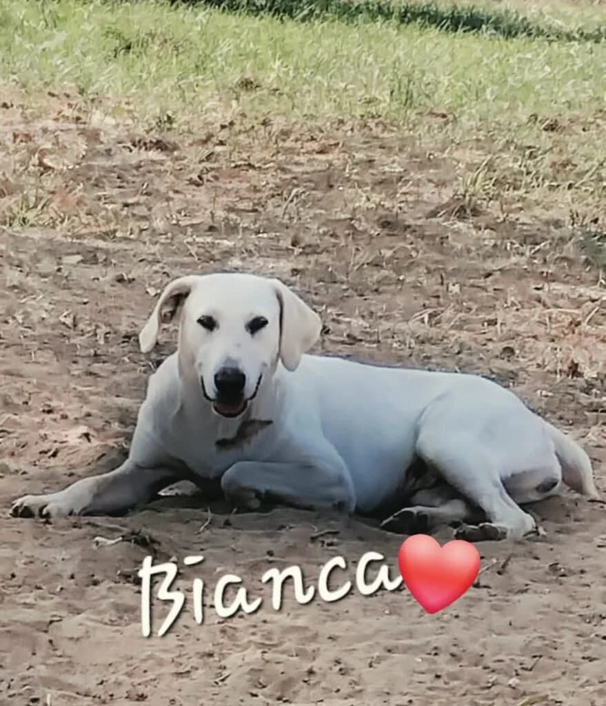BIANCA, female 4yo Mixed Breed for adoption at Dimensione Animale Bergamo