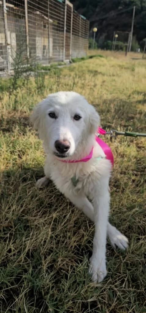 BIANCHINA, female puppy Mixed Breed for adoption at Dimensione Animale Bergamo