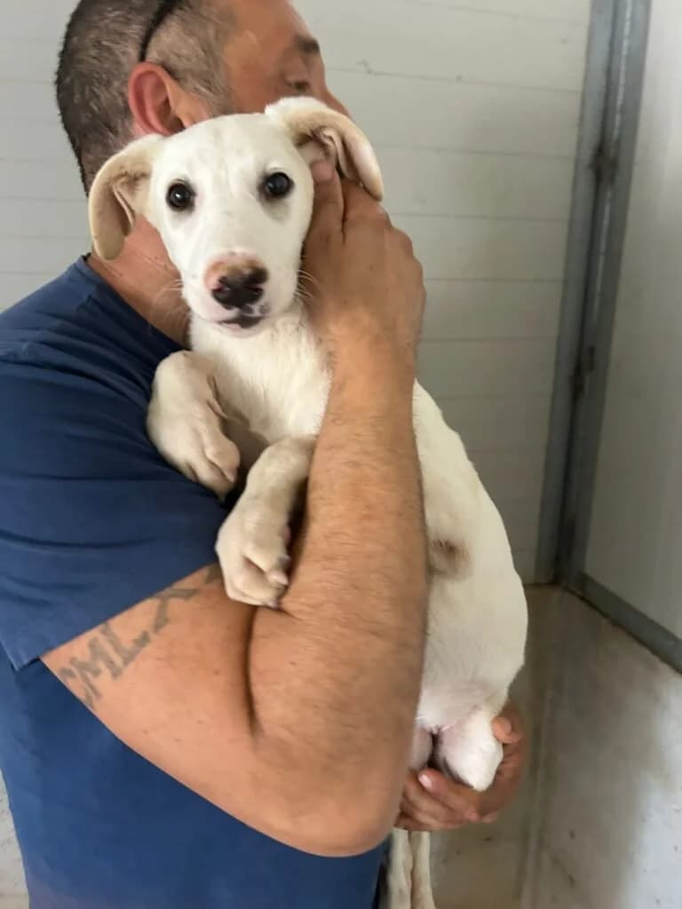 BILLY, male puppy Mixed Breed for adoption at Dimensione Animale Bergamo