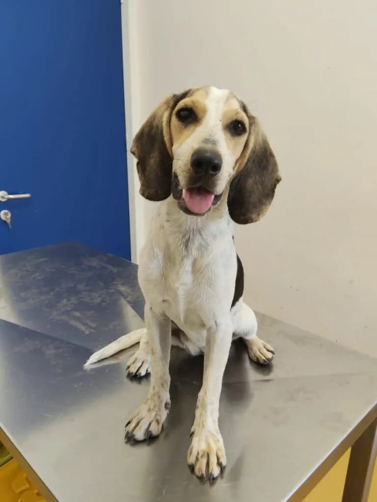 BIMBA, female puppy Mixed Breed for adoption at Dimensione Animale Bergamo