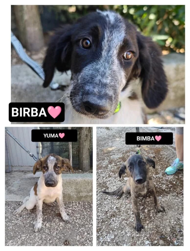 BIRBA, YUMA E BIMBA, female puppy Mixed Breed for adoption at Dimensione Animale Bergamo