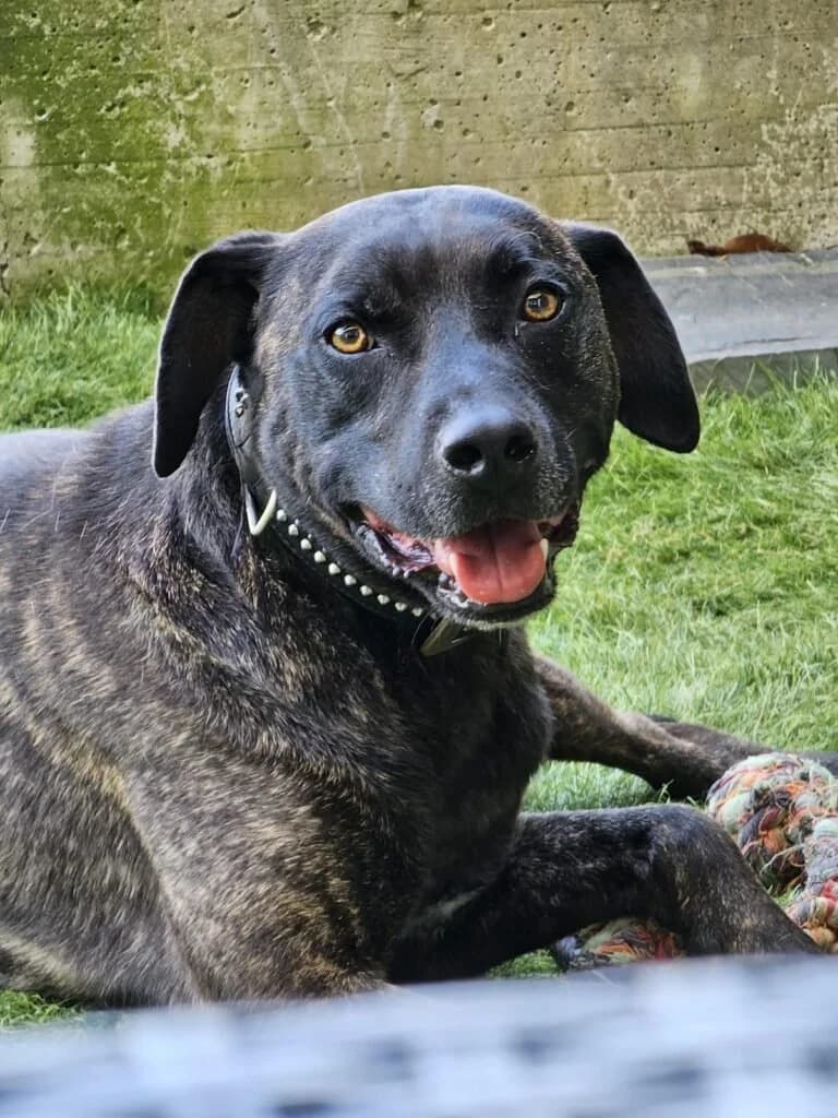 BLACKY, male senior Mixed Breed for adoption at Dimensione Animale Bergamo