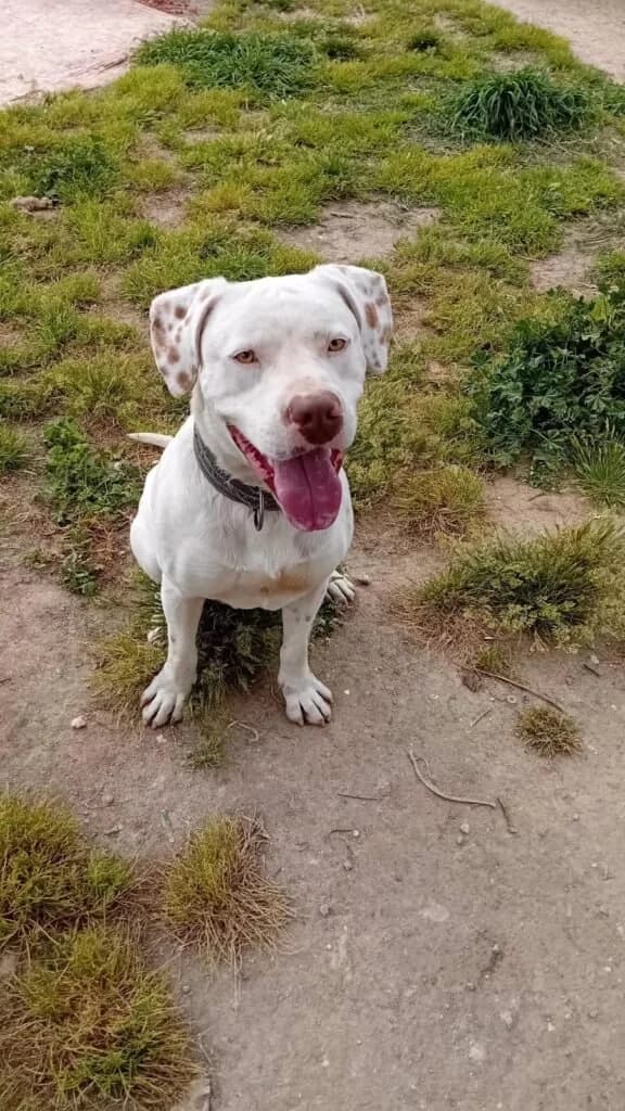 BLANCO, male young Mixed Breed for adoption at Dimensione Animale Bergamo