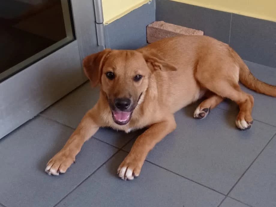 BOBBY, male puppy Mixed Breed for adoption at Dimensione Animale Bergamo