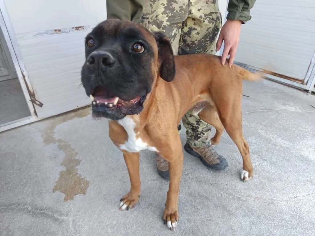BORIS, male 6yo Mixed Breed for adoption at Dimensione Animale Bergamo