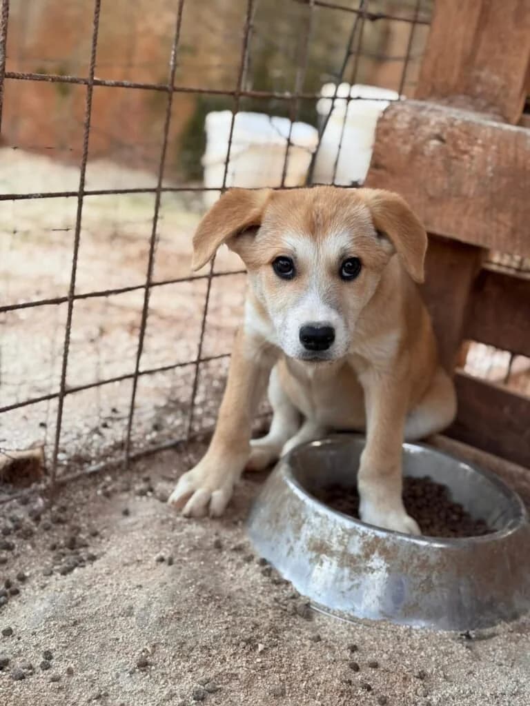BRUNO, male puppy Mixed Breed for adoption at Dimensione Animale Bergamo