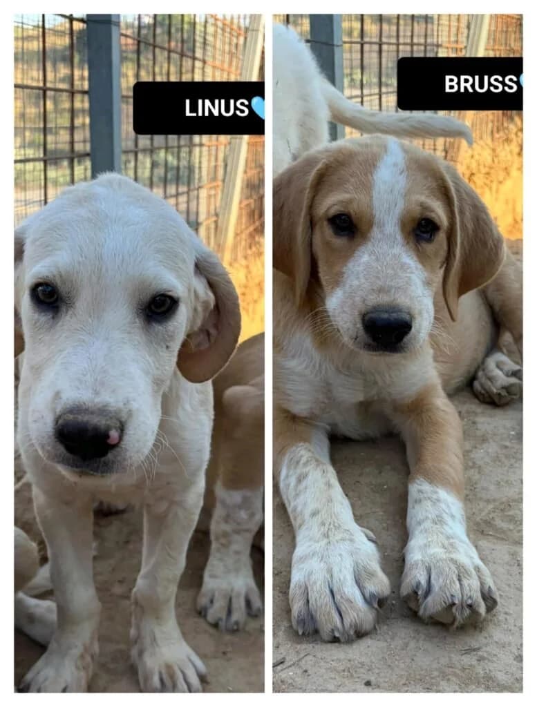 BRUSS, male puppy Mixed Breed for adoption at Dimensione Animale Bergamo