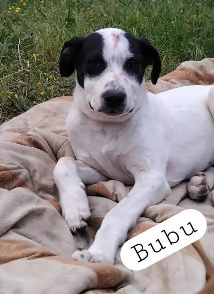 BUBU, male puppy Mixed Breed for adoption at Dimensione Animale Bergamo