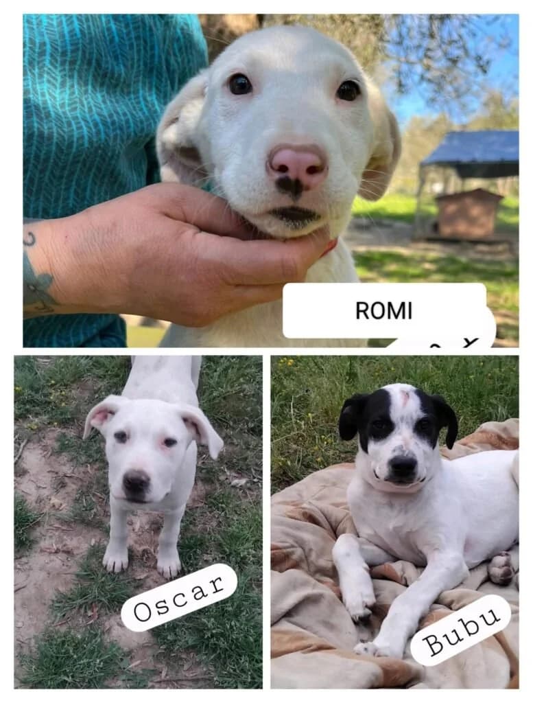 BUBU, ROMI e OSCAR, puppy Mixed Breed for adoption at Dimensione Animale Bergamo
