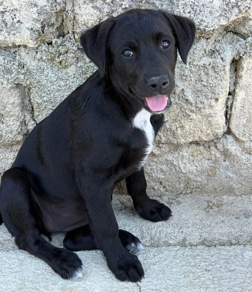 CARLOTTA, female puppy Mixed Breed for adoption at Dimensione Animale Bergamo