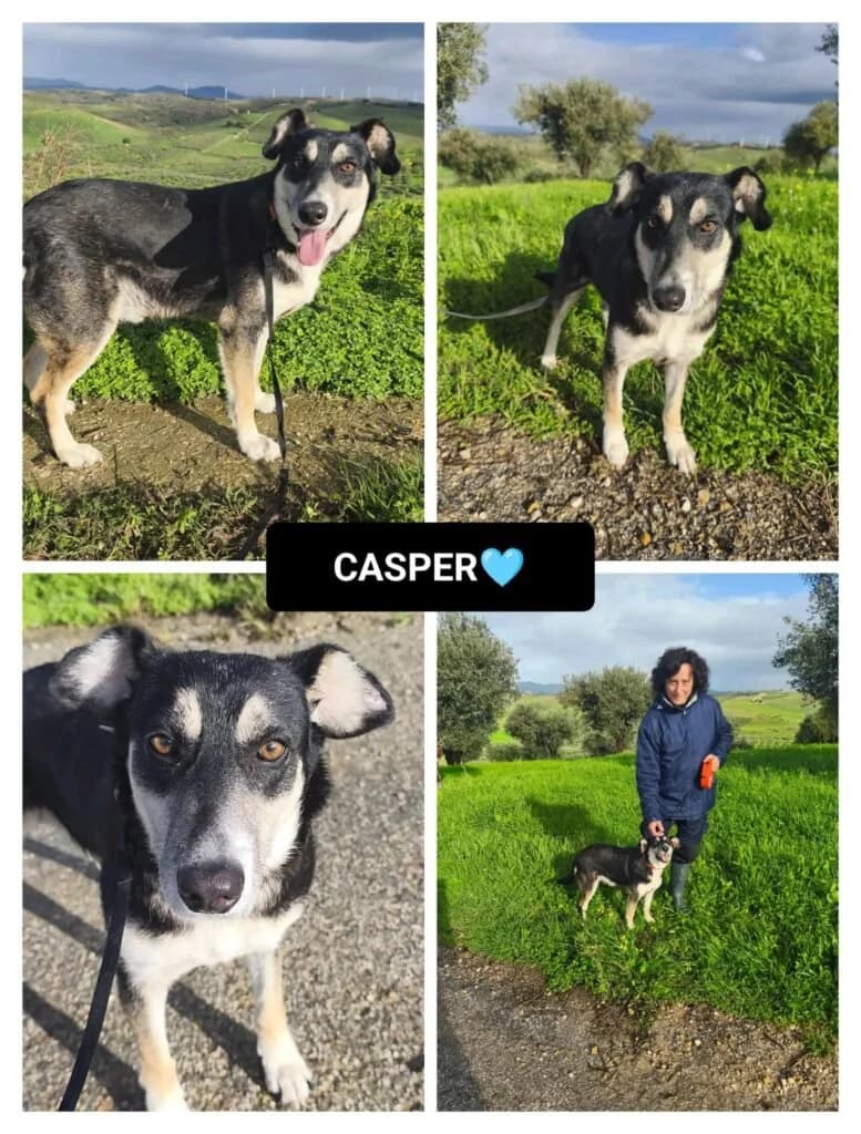 CASPER, male 5yo Mixed Breed for adoption at Dimensione Animale Bergamo