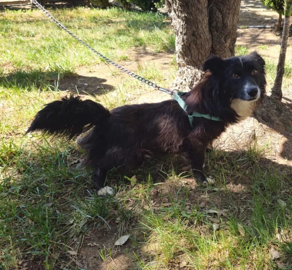 CHICO, male puppy Mixed Breed for adoption at Dimensione Animale Bergamo