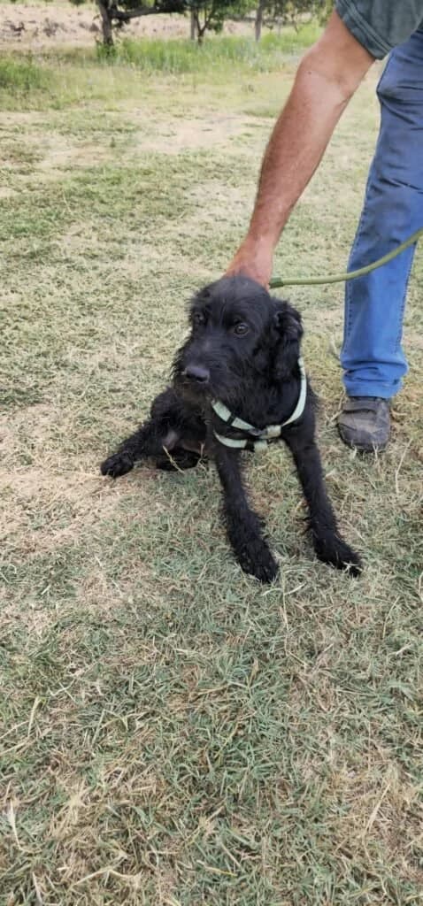 CICORITO, male puppy Mixed Breed for adoption at Dimensione Animale Bergamo