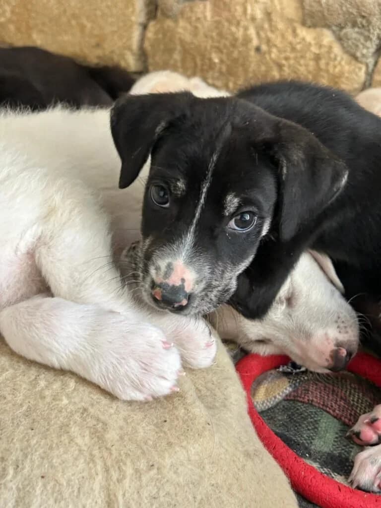 CILIEGIA, female puppy Mixed Breed for adoption at Dimensione Animale Bergamo