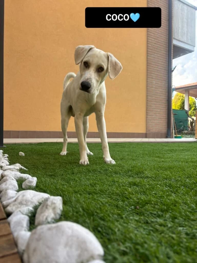 COCO, male puppy Mixed Breed for adoption at Dimensione Animale Bergamo