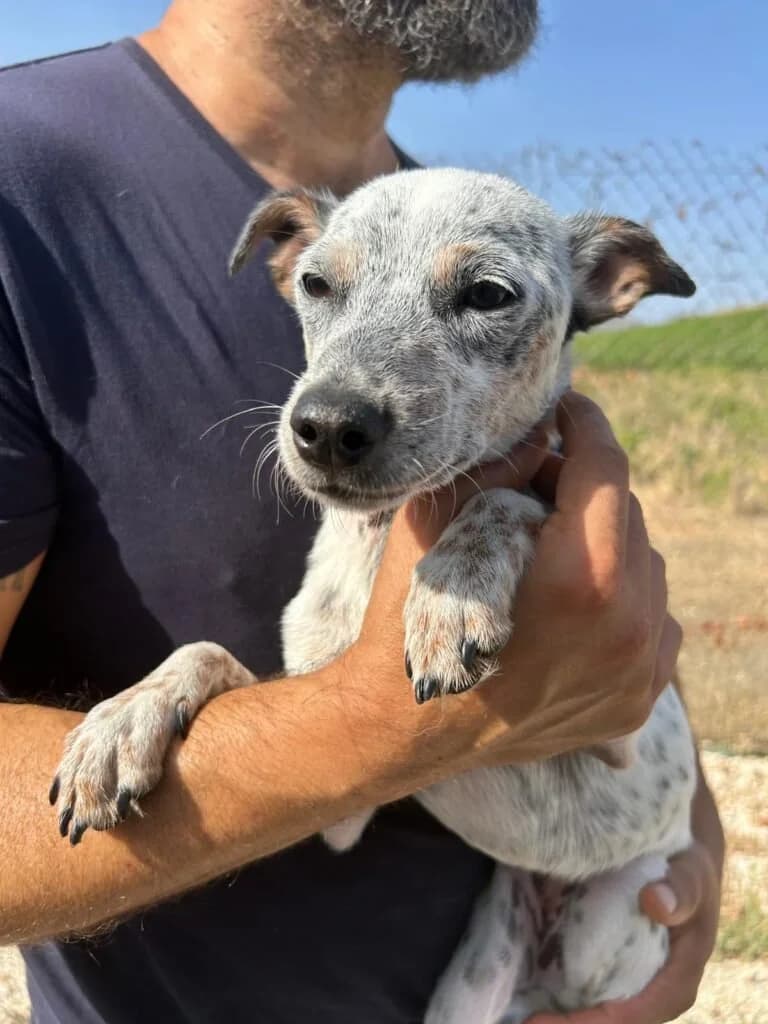 CRUDELIA, female young Mixed Breed for adoption at Dimensione Animale Bergamo