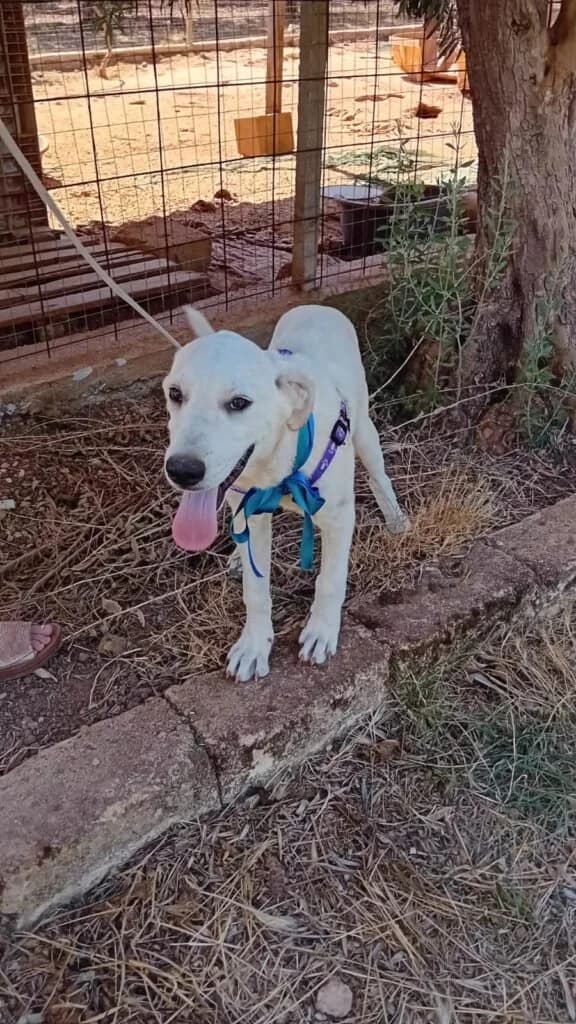 DONATO, male puppy Mixed Breed for adoption at Dimensione Animale Bergamo