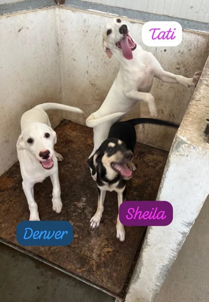 DENVER, TATI, SHEILA, puppy Mixed Breed for adoption at Dimensione Animale Bergamo