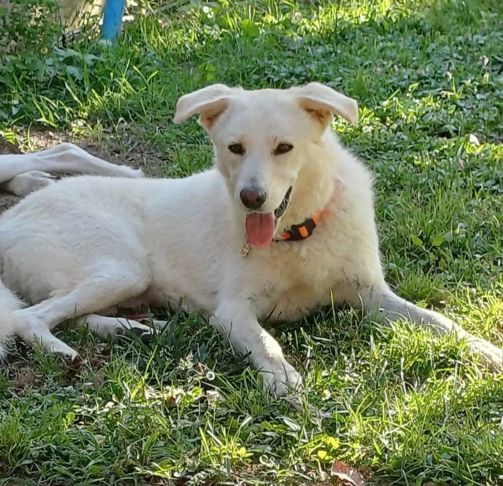 DIANA, female 3yo Mixed Breed for adoption at Dimensione Animale Bergamo
