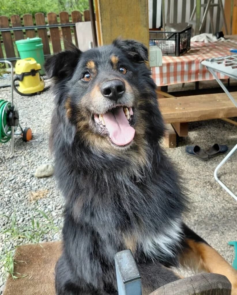 DICK, male 6yo Mixed Breed for adoption at Dimensione Animale Bergamo
