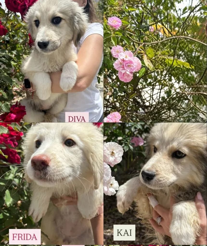 DIVA, female puppy Mixed Breed for adoption at Dimensione Animale Bergamo