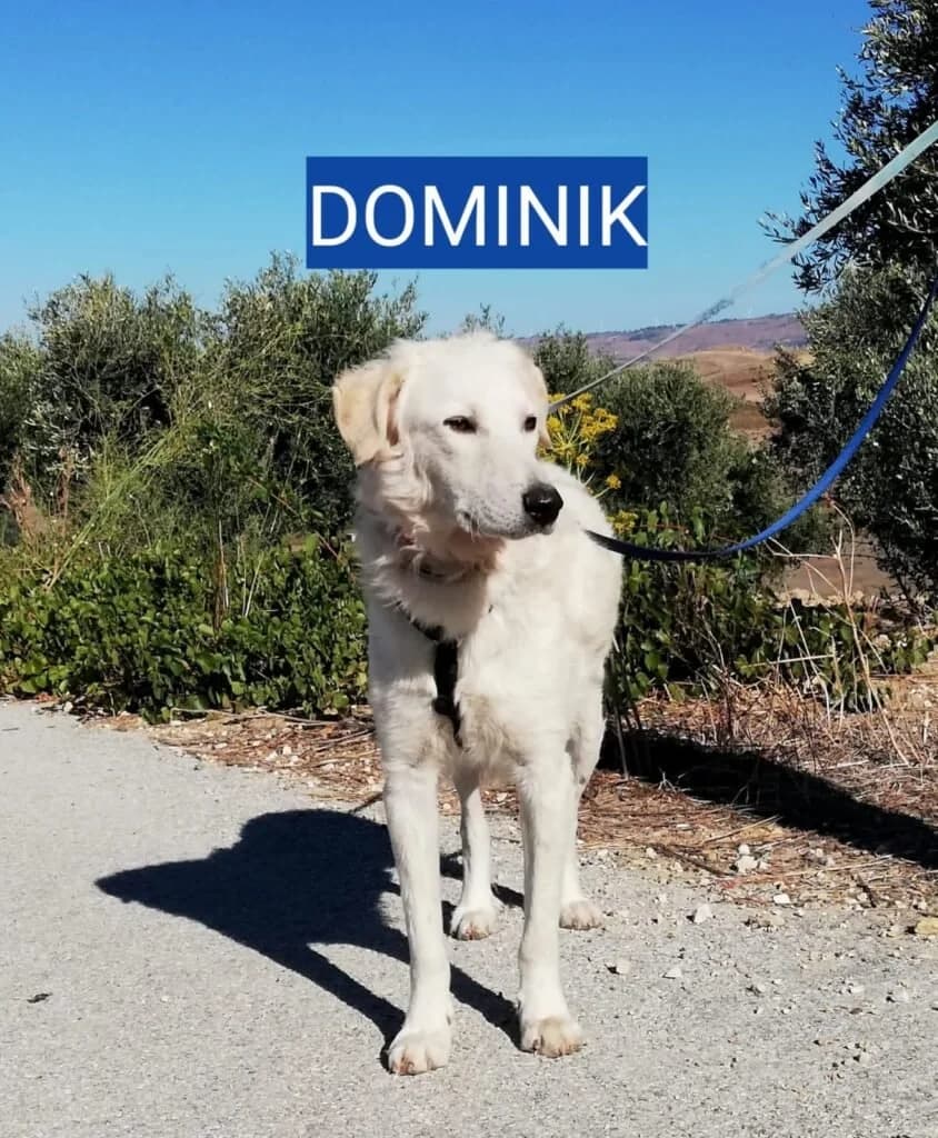 DOMINIK, male young Mixed Breed for adoption at Dimensione Animale Bergamo