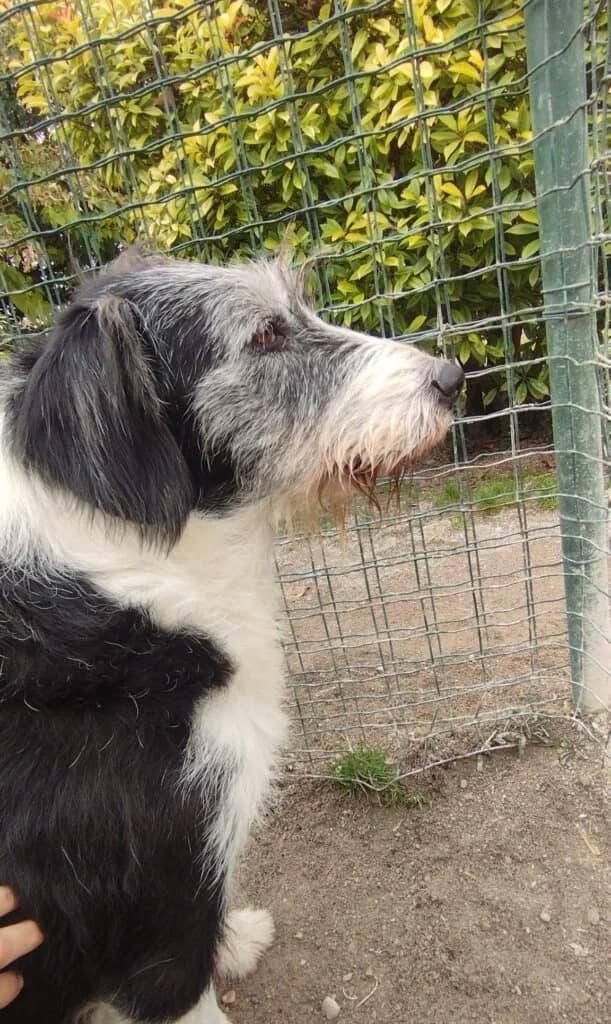 DRAGO, male senior Mixed Breed for adoption at Dimensione Animale Bergamo