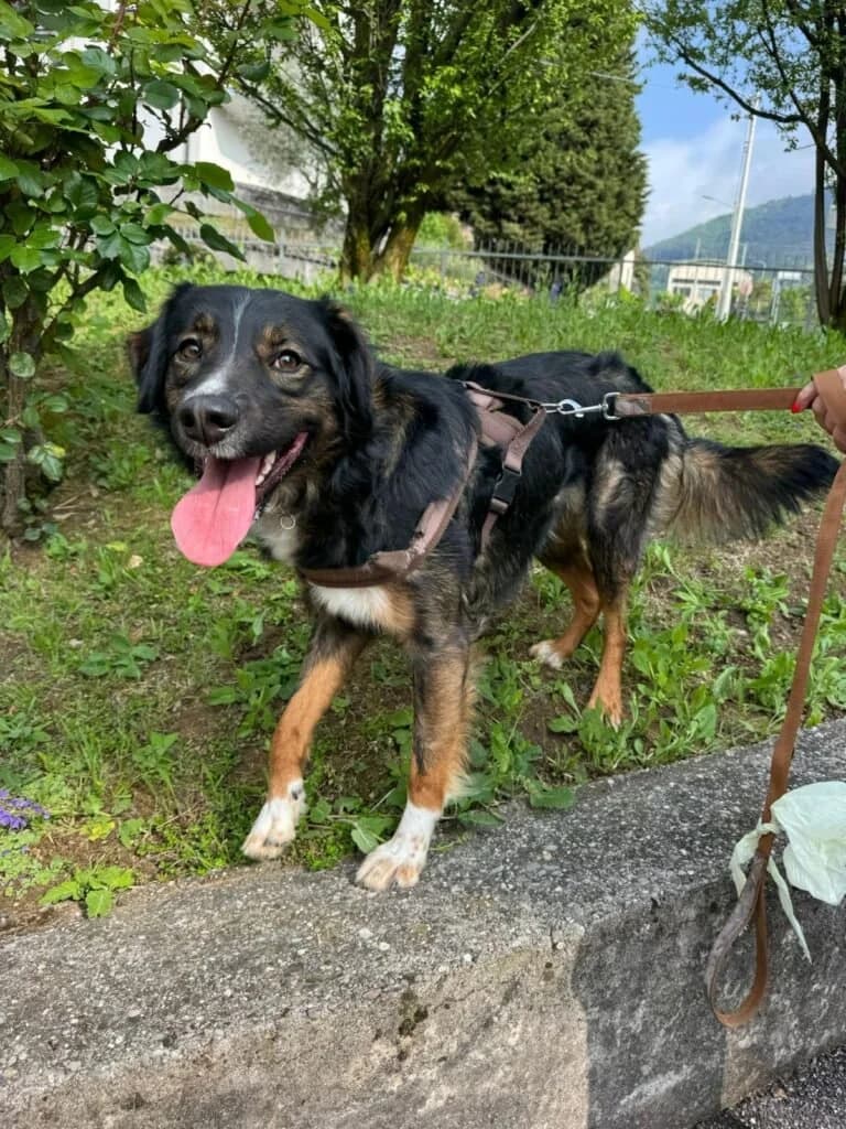 DUKE, male young Mixed Breed for adoption at Dimensione Animale Bergamo