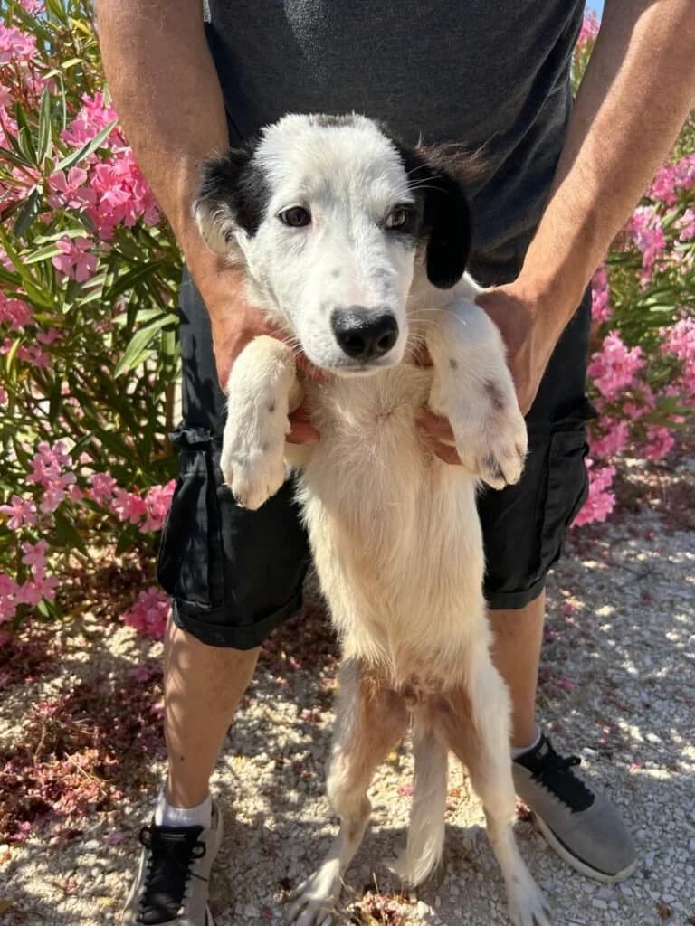 DUSAN, male puppy Mixed Breed for adoption at Dimensione Animale Bergamo
