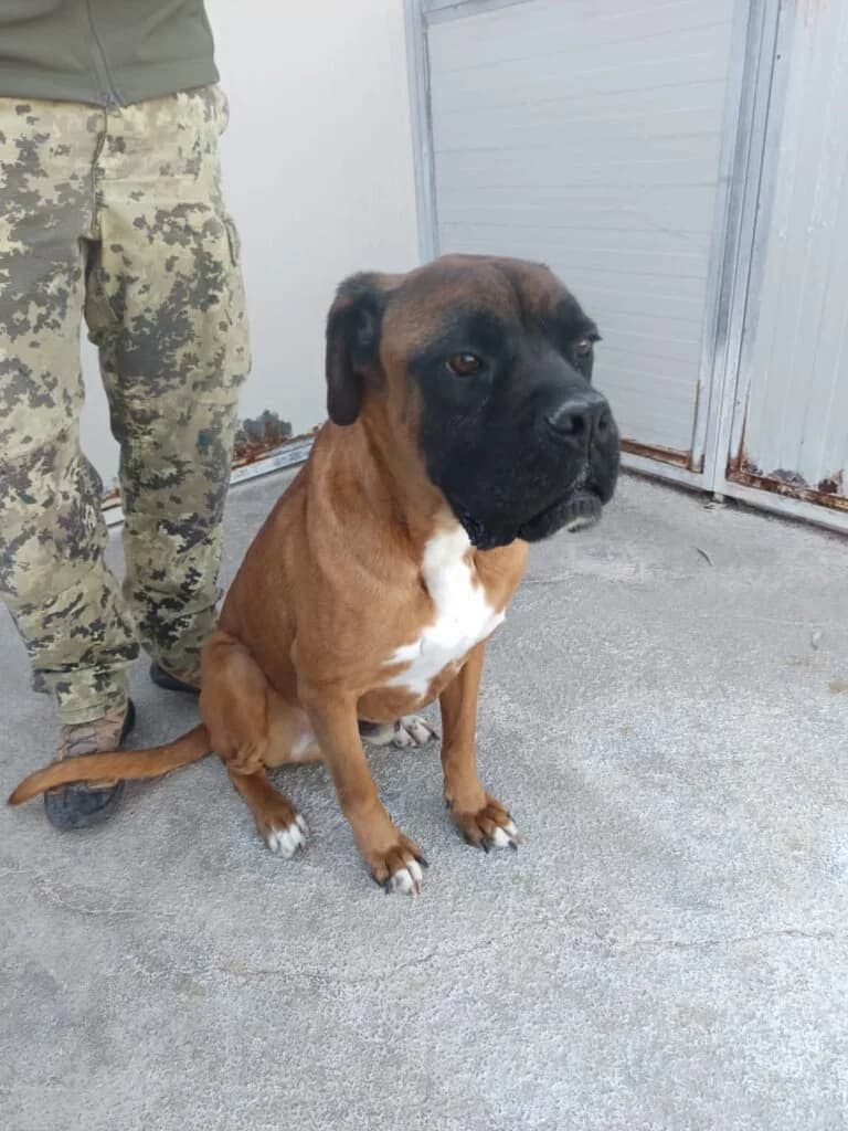 ECTOR, male 5yo Mixed Breed for adoption at Dimensione Animale Bergamo